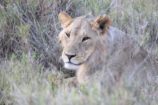 publish - Lioness - Africa_540.jpg