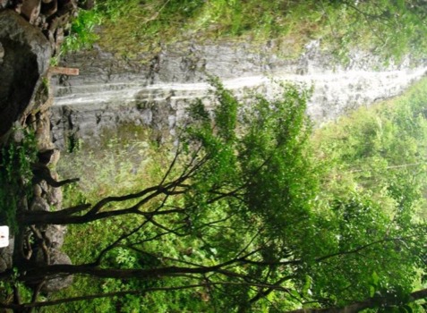 photo - Trees - Manoa.jpg