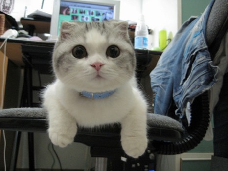 posterbrain -  - xerccat.jpg