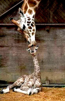 print a poster - Giraffe - this_one.jpg