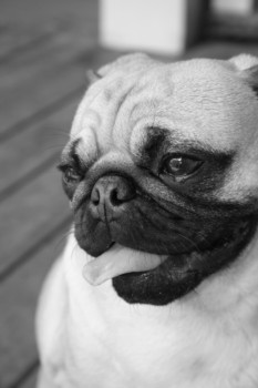 print a poster - Bulldog - 110_1.jpg