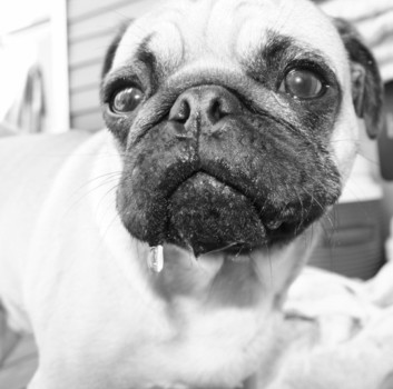 print a poster - Bulldog - Beamer_Cropped.tiff