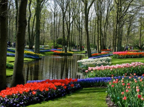 posterbrain - Flowers - keukenhof_#3.jpg