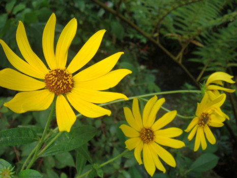 print a poster - Yellow Flowers - DSC02363.jpg
