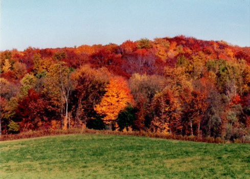 posterbrain - Orange Trees Green Grass - FallFoliage3.jpg