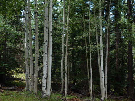 POSTER - Trees - P1010876.jpg