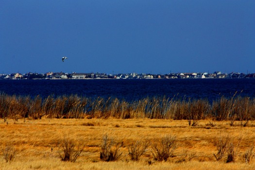 poster - Ocean - Gull_copy.jpg