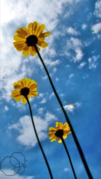 print a poster - Yellow Sunflower Blue Skies - DSC7465.jpg