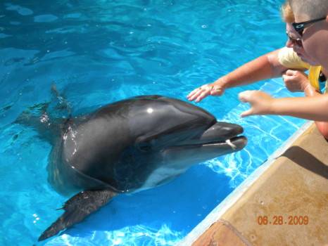 print a poster - Dolphin - san_antonio_2009.jpg