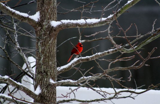 photo - Red Cardinal Bird - Gods_Beauty.jpg
