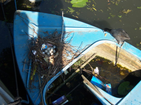 large - Bird Nest - 100_4424.jpg