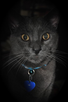 large - Cat - DSC_0086.jpg