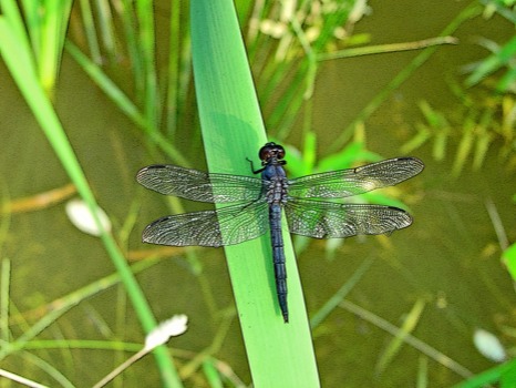 posterbrain - Dragonfly - dragonfly_big_blue.tiff