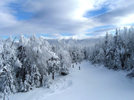 posters - Snowy Trees - IMG_5323.jpg