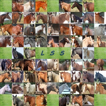print a poster - Horse Pictures - Slide1.jpg