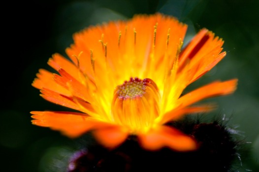 print a poster - Flower - flowerindianpaintbrush.jpg
