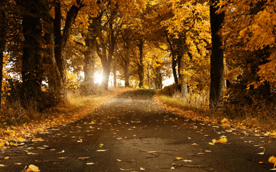 print a poster - Trees - 02156_orangedays_1680x1050_1.jpg