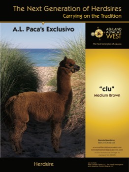 print a poster - - AAWExclusivoClue.pdf