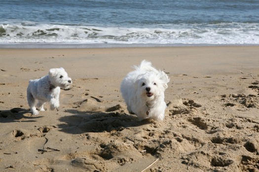 posterbrain - White Dogs - IMG_7413.JPG.jpg