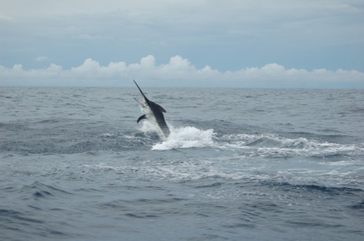 print a poster - Swordfish - panama_044.JPG.jpg