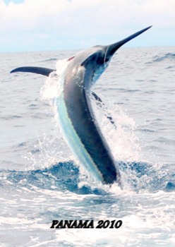 print a poster - Swordfish - panama_041.JPG.jpg