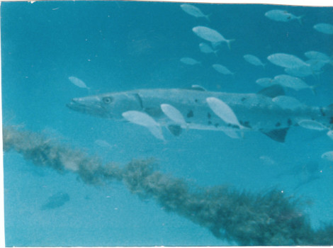 poster brain - Fishes - BARRACUDA.jpg