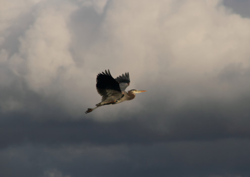 print a poster - Bird - poster_heron_fixed_11_18_11.jpg