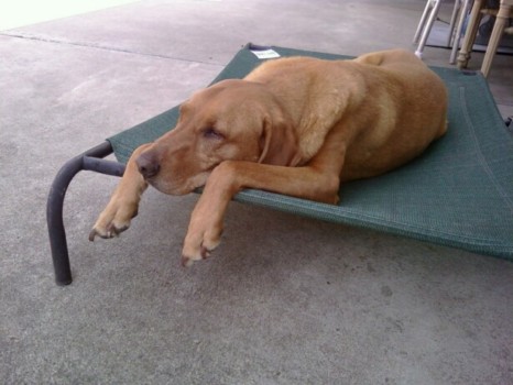 print a poster - Dog - Hank_relaxing.jpg