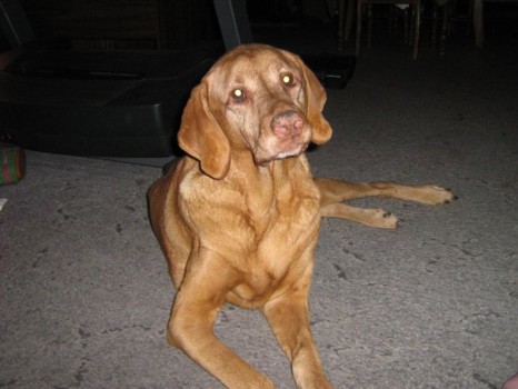print a poster - Dog - Janie.jpg