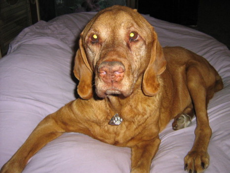 print a poster - Dog Animal - Janie_Necklace.jpg