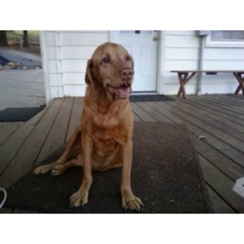 print a poster - Dog - Janie_on_the_deck.jpg