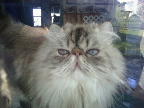 print a poster - Cat - Winston.jpg