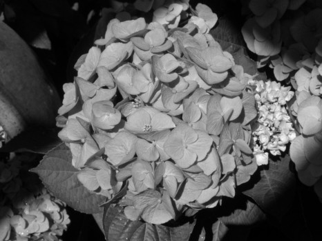 poster pictures - Flowers - bedroom_hydrandea.jpg