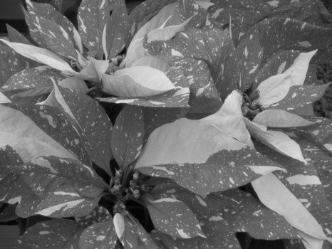 poster pictures - Leaves - poinsetta_bedroom.jpg