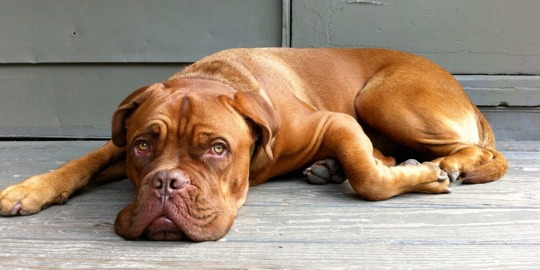 posters - Dog - IMG_1570.JPG.jpg