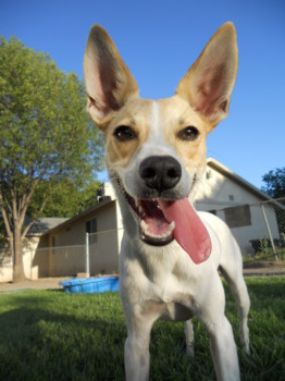print a poster - Dog - DSCN0562_2.jpg