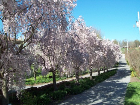print a poster - Trees In Blossom - 1001043_2.jpg