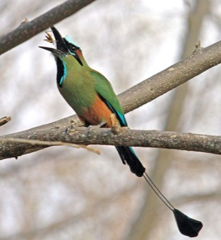 brain poster web site - Long Tail Bird Tree Branch - guardabarrancolarge.jpg