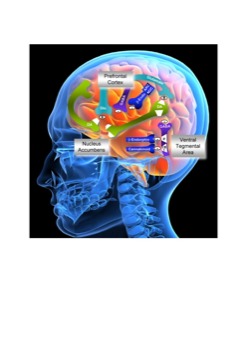 print a poster -  - BrainRegionsinaddiction.pdf