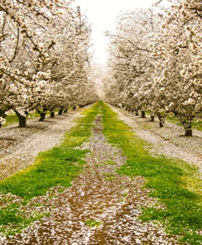 pictures into posters -  - ThePathAheadhdrbrightness.jpg