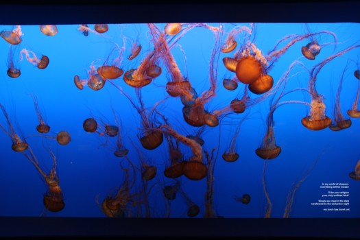 poster print - Jerryfish - jellyfish_1.jpg