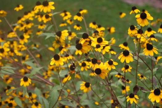 inexpensive - Yellow Flowers - IMG_0225.jpg
