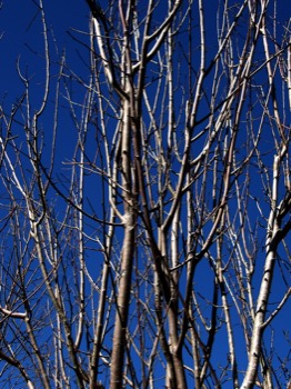 print a poster - Trees - CHERRY_TREE_2.psd