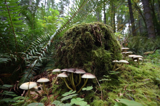 quality - Mushrooms - IMG_7900.jpg