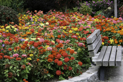 print a poster - Flowers - IMG_2493_104.jpg