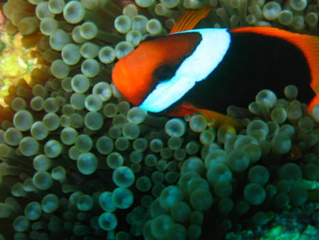 print a poster - Clown Fish - Art_Photos_210.jpg