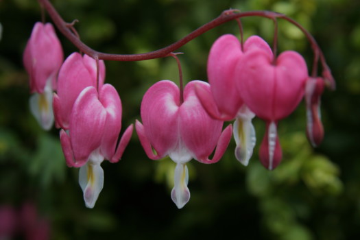 print a poster - Bleeding Heart Flowering Plant - Art_Photos_481.jpg