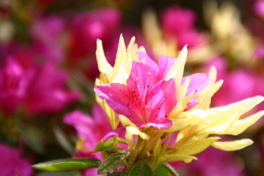 print a poster - Flower - IMG_4832.jpg