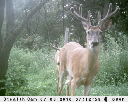 posterbrain - Deer - opp_066_1.jpg