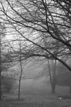 best - Trees - IMG_3219.jpg